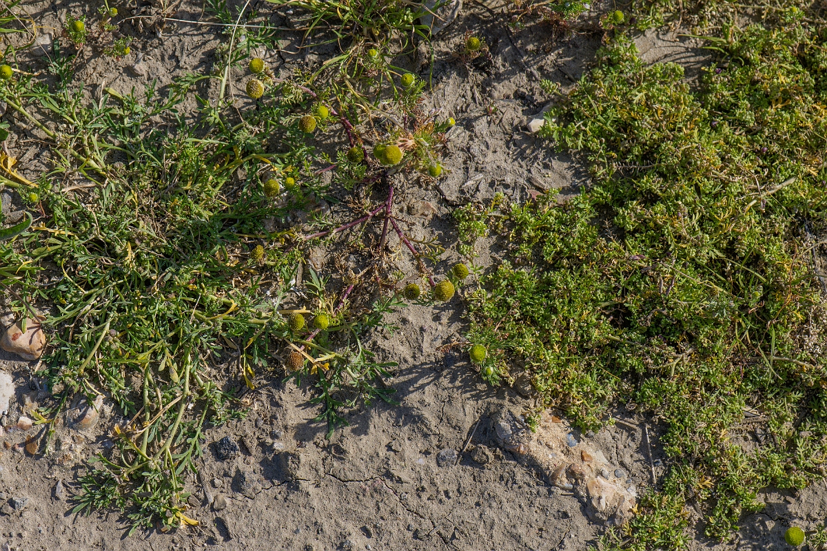 David Plant Photography - Wildlife Photography - Swine-cress - B.JPG - Swine-cress - Kent