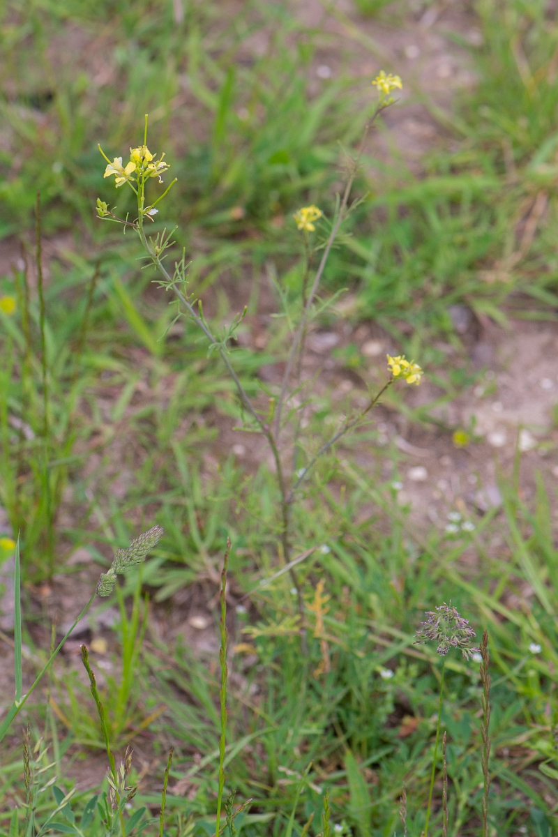 David Plant Photography - Wildlife Photography - Tall rocket - A.JPG - Tall rocket - Suffolk