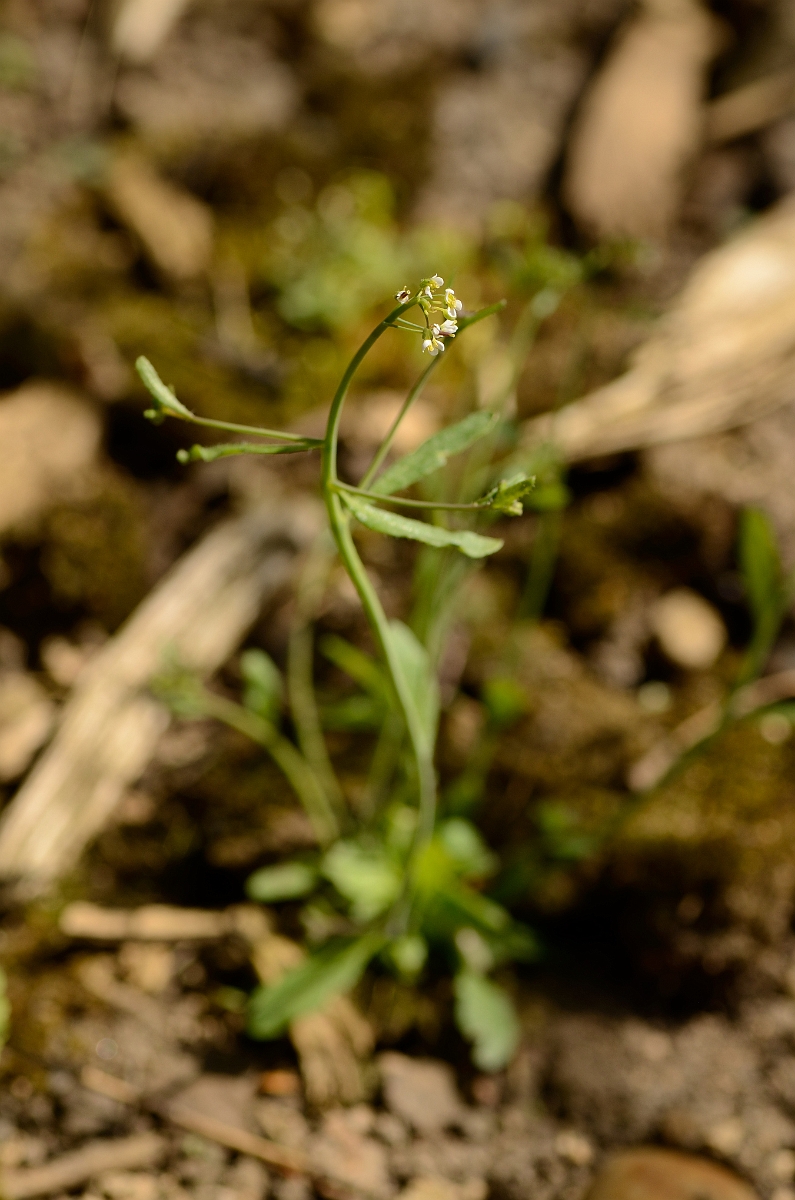 David Plant Photography - Wildlife Photography - Thale cress - A.jpg - Thale cress plant - Cotswolds