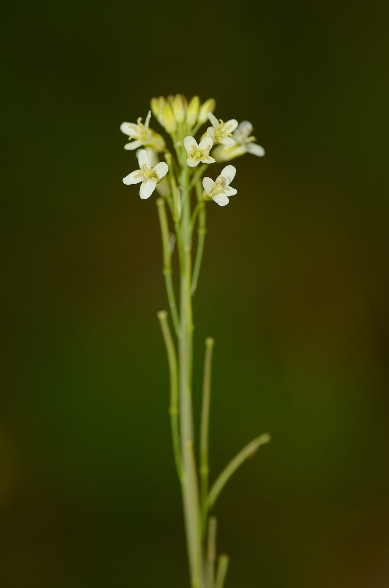 David Plant Photography - Wildlife Photography - Tower mustard - A.jpg - Tower mustard flower and pods - Suffolk