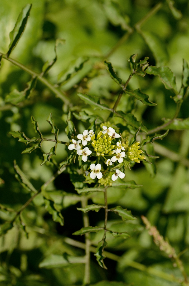 David Plant Photography - Wildlife Photography - Watercress - A.jpg - Watercress flower head - Norfolk