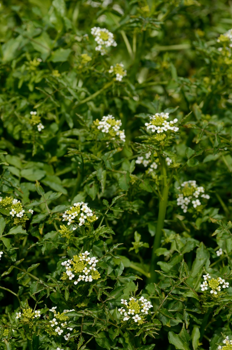 David Plant Photography - Wildlife Photography - Watercress - B.jpg - Watercress flowers - Norfolk