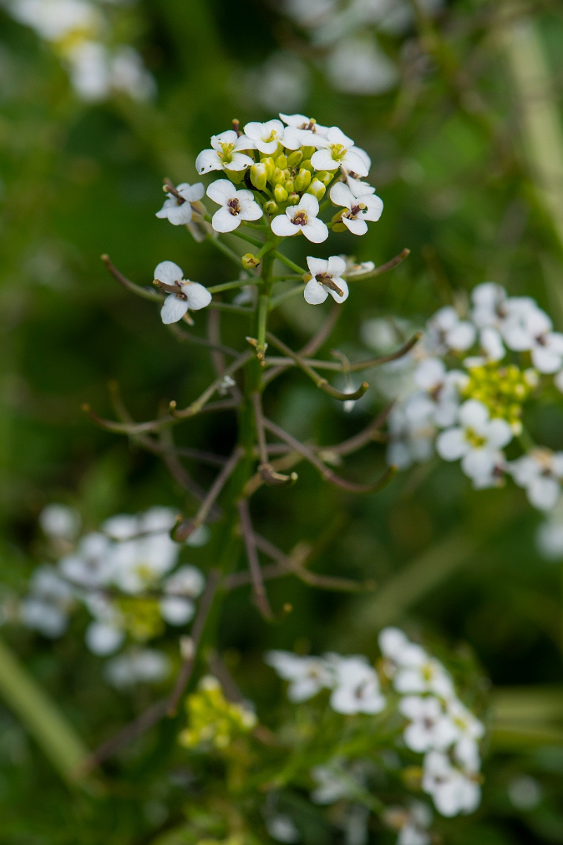 David Plant Photography - Wildlife Photography - Watercress - C.JPG - Watercress - Oxfordshire