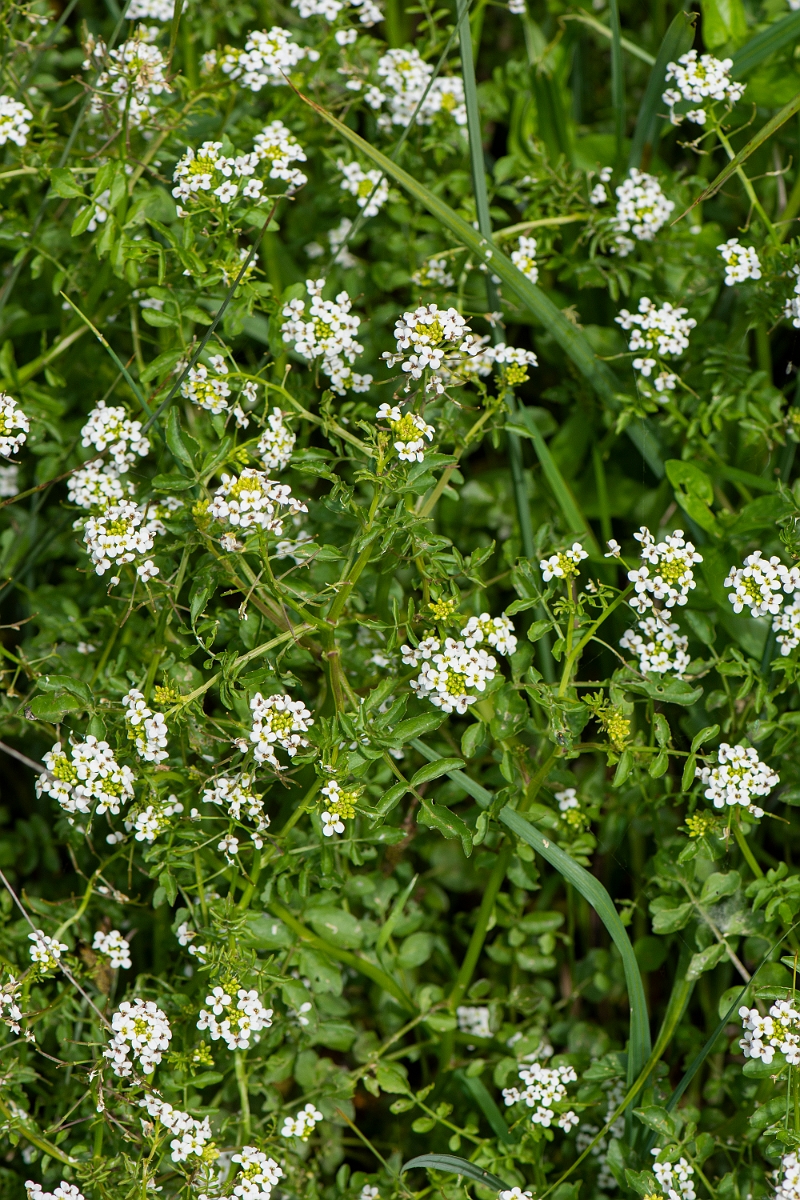 David Plant Photography - Wildlife Photography - Watercress - D.JPG - Watercress - Oxfordshire