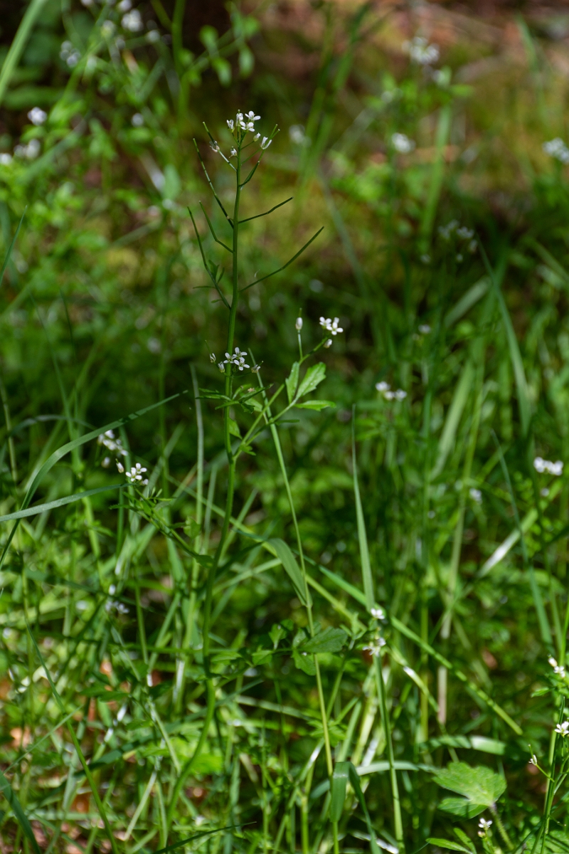 David Plant Photography - Wildlife Photography - Wavy bittercress - A.JPG - Wavy bittercress - Argyll