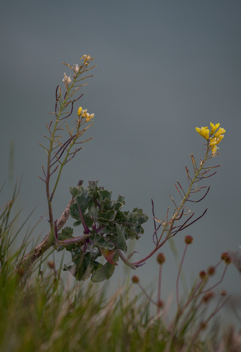 David Plant Photography - Wildlife Photography - Wild cabbage - A.JPG - Wild cabbage - Kent