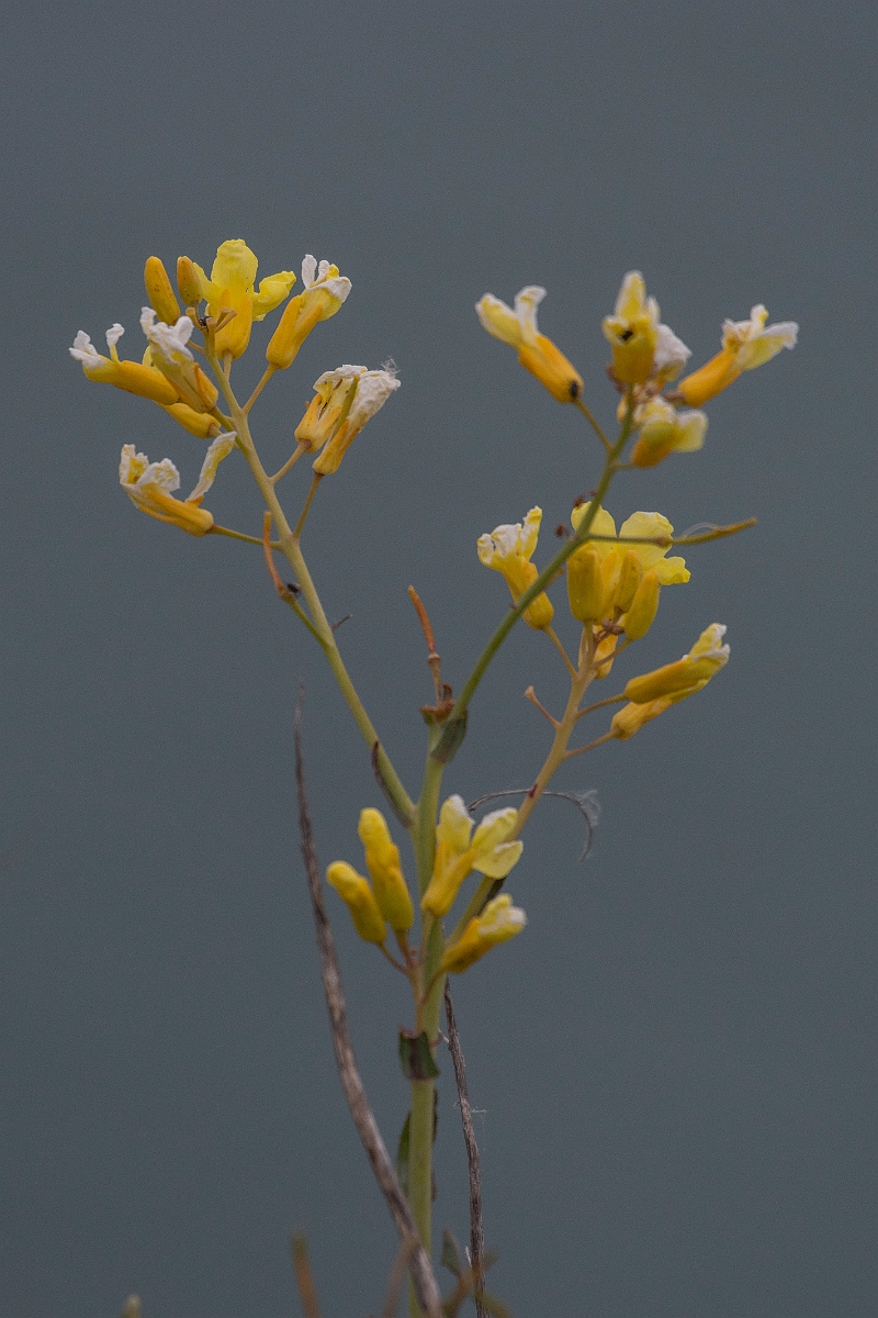 David Plant Photography - Wildlife Photography - Wild cabbage - B.JPG - Wild cabbage - Kent