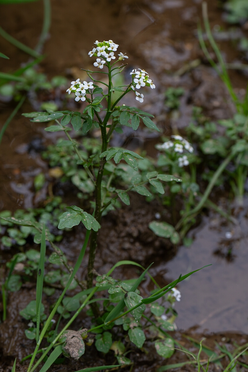 David Plant Photography - Wildlife Photography - Wintercress - D.jpg - Watercress - Cornwall