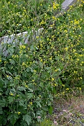 David Plant Photography - Wildlife Photography - Black mustard - B