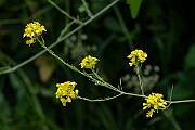 David Plant Photography - Wildlife Photography - Black mustard - C