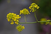 David Plant Photography - Wildlife Photography - Black mustard - D
