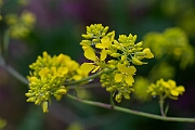 David Plant Photography - Wildlife Photography - Black mustard - E