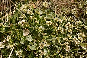 David Plant Photography - Wildlife Photography - Common scurvy-grass - A