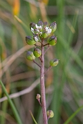 David Plant Photography - Wildlife Photography - Common scurvy-grass - B