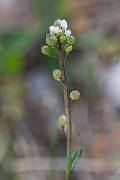 David Plant Photography - Wildlife Photography - Common scurvy-grass - C
