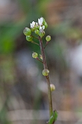 David Plant Photography - Wildlife Photography - Common scurvy-grass - D