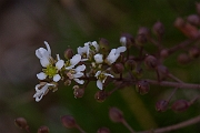 David Plant Photography - Wildlife Photography - Common scurvy-grass - E