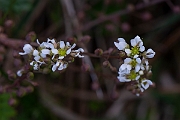 David Plant Photography - Wildlife Photography - Common scurvy-grass - F