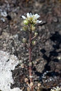 David Plant Photography - Wildlife Photography - Common scurvy-grass - H