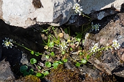 David Plant Photography - Wildlife Photography - Common scurvy-grass - K