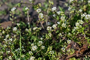David Plant Photography - Wildlife Photography - Common scurvy-grass - L