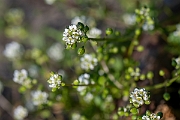 David Plant Photography - Wildlife Photography - Common scurvy-grass - M