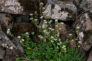 David Plant Photography - Wildlife Photography - Common scurvy-grass - N