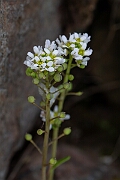 David Plant Photography - Wildlife Photography - Common scurvy-grass - O
