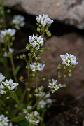 David Plant Photography - Wildlife Photography - Common scurvy-grass - P