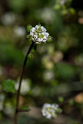David Plant Photography - Wildlife Photography - Common scurvy-grass - Q
