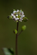 David Plant Photography - Wildlife Photography - Common scurvy-grass - R