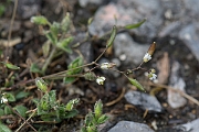 David Plant Photography - Wildlife Photography - Common whitlow-grass - C
