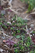 David Plant Photography - Wildlife Photography - Common whitlow-grass - F