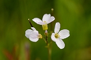 David Plant Photography - Wildlife Photography - Cuckooflower - B