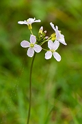 David Plant Photography - Wildlife Photography - Cuckooflower - C