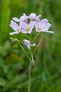 David Plant Photography - Wildlife Photography - Cuckooflower - D