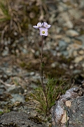 David Plant Photography - Wildlife Photography - Cuckooflower - E