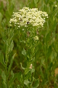 David Plant Photography - Wildlife Photography - Field pennycress - A