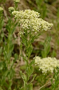 David Plant Photography - Wildlife Photography - Field pennycress - B