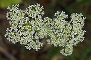 David Plant Photography - Wildlife Photography - Field pennycress - F