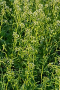 David Plant Photography - Wildlife Photography - Field pennycress - G