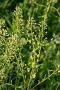 David Plant Photography - Wildlife Photography - Field pennycress - I