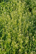 David Plant Photography - Wildlife Photography - Field pennycress - J