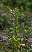 David Plant Photography - Wildlife Photography - Field pennycress - N