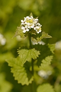 David Plant Photography - Wildlife Photography - Garlic mustard - B