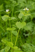 David Plant Photography - Wildlife Photography - Garlic mustard - C