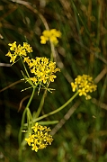 David Plant Photography - Wildlife Photography - Great yellow-cress - A