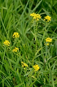 David Plant Photography - Wildlife Photography - Great yellow-cress - B