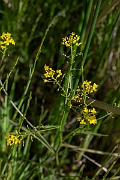 David Plant Photography - Wildlife Photography - Great yellow-cress - C