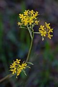 David Plant Photography - Wildlife Photography - Great yellow-cress - D